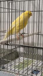 Koppel lancashire 2025, Animaux & Accessoires, Oiseaux | Canaris