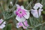 Lychnis Oculata, Jardin & Terrasse, Plantes | Jardin, Enlèvement, Mi-ombre