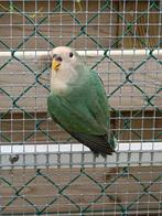 Agapornis roseicolli, Dieren en Toebehoren, Geslacht onbekend, Dwergpapegaai of Agapornis, Geringd
