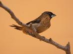 Spitsstaartbronzeman - Lonchura striata swinhoei, Dieren en Toebehoren, Vogels | Overige Vogels, Meerdere dieren, Tropenvogel