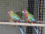 pennant, Meerdere dieren, Parkiet, Geringd