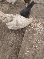 Silverudd bla hen, Dieren en Toebehoren, Pluimvee, Kip