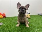 Franse Bulldog pups, België, 8 tot 15 weken, CDV (hondenziekte), Bulldog