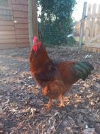 Rode haan groothoender zoekt nieuwe thuis, Dieren en Toebehoren, Pluimvee