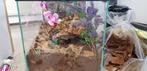 Vogelspin Terrarium – Ideaal voor Reptielen en Amfibieën, Ophalen of Verzenden, Nieuw, Terrarium of Paludarium