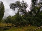 Omgevallen bomen, Tuin en Terras, Brandhout, Ophalen of Verzenden, Takken