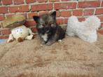 Keeshond puppy's 8 weken oud!, Dieren en Toebehoren, België, Keeshond, CDV (hondenziekte), 8 tot 15 weken