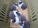 Raszuivere HOLLANDER dwergkonijntjes V/M, Plusieurs animaux, 0 à 2 ans