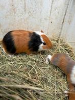 2 jonge cavia zeugjes, Décembre, Cobaye, Domestique