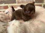 Prachtig langharig chihuahua reutje, Dieren en Toebehoren, Honden | Chihuahua's en Gezelschapshonden, België, Fokker | Hobbymatig