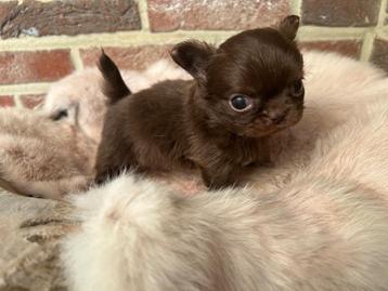 Prachtig langharig chihuahua reutje beschikbaar voor biedingen