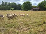 Lakense schapen, Dieren en Toebehoren, Schapen, Geiten en Varkens, Meerdere dieren, Schaap, 3 tot 5 jaar