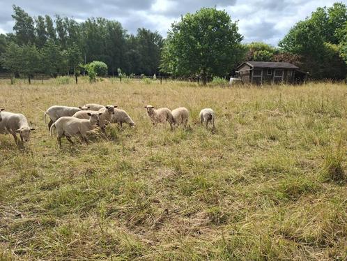 Lakense schapen, Dieren en Toebehoren, Schapen, Geiten en Varkens, Schaap, Meerdere dieren, 3 tot 5 jaar