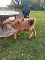 Dweggeitenbokje maanvlek te huur, Dieren en Toebehoren, Schapen, Geiten en Varkens