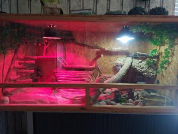 Terrarium aménagé par mes soins 120/60/60 beschikbaar voor biedingen