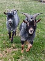 Twee mooie en tamme broertjes, Dieren en Toebehoren, Geit