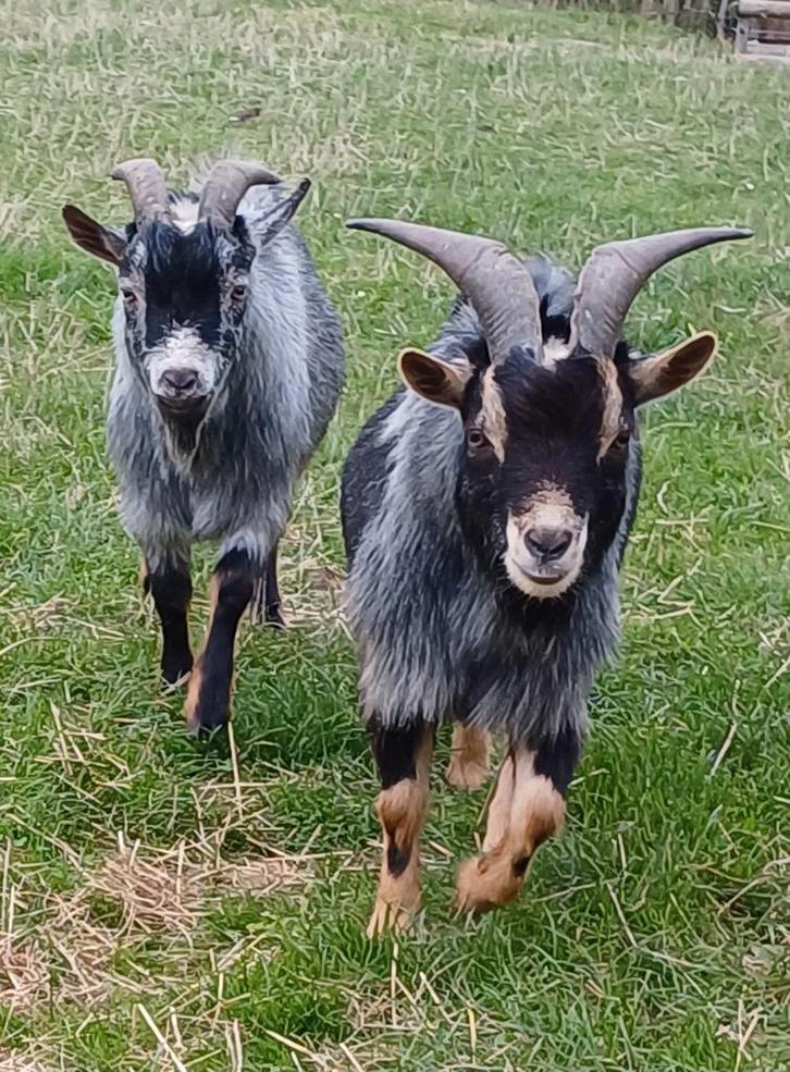 Twee mooie en tamme broertjes, Dieren en Toebehoren, Schapen, Geiten en Varkens, Geit