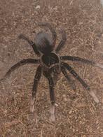Teraphosa aphophysis mannetje!, Animaux & Accessoires, Insectes & Araignées