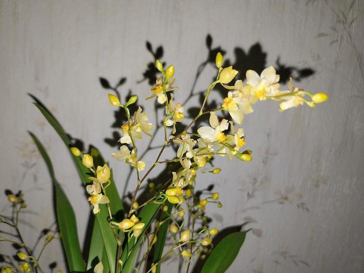 Orchidée miniature en fleurs Oncidium Twinkle, parfumée, Maison & Meubles, Plantes d'intérieur, Enlèvement ou Envoi