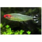 Petitella bleheri — Saumon à tête rouge - Location Heerlen N, Poisson, Poisson d'eau douce, Banc de poissons