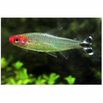 Petitella bleheri – Roodkopzalm
- Locatie Heerlen Nl beschikbaar voor biedingen