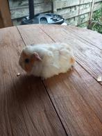 Prachtige langharige cavia's, Dieren en Toebehoren, December, Cavia