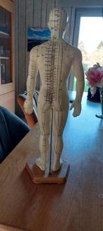 Meridiaanmodel acupunctuur drukpunt, Enlèvement, Comme neuf