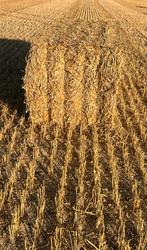 tarwestro, Zakelijke goederen, Landbouw | Veevoer, Ophalen