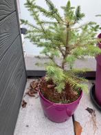 Denneboompje in pot, Ophalen, Vaste plant, Overige soorten