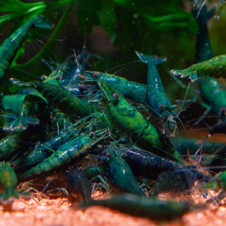 Green Jade Neocaridina Garnaal, Dieren en Toebehoren, Vissen | Aquariumvissen, Zoetwatervis, Kreeft, Krab of Garnaal