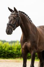 Prachtige 5 jarige ruin te koop!, Dieren en Toebehoren, Paarden