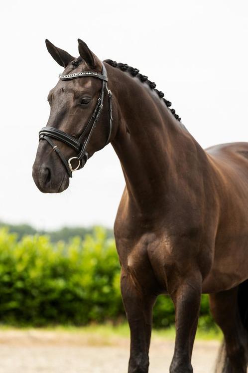 Prachtige 5 jarige ruin te koop!, Dieren en Toebehoren, Paarden