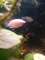 Goerami kissing, grote vis., Dieren en Toebehoren, Vis