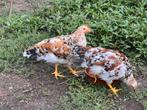 Haantjes leghorn porcelein, Dieren en Toebehoren, Mannelijk, Kip