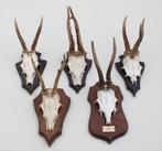 OPRUIMING: 5 x REE GEWEI op houten schild, Ophalen of Verzenden, Gebruikt, Hert, Gewei of Kop