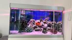 Aquarium cichliden malawi, Dieren en Toebehoren, Vis, Zoetwatervis