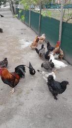 Diverse raskippen en hanen, Dieren en Toebehoren, Pluimvee