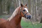 Lieve welsh pony 4 jaar licht zadelmak, Dieren en Toebehoren, Pony's, Ruin, Zadelmak