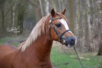 Lieve welsh pony 4 jaar licht zadelmak beschikbaar voor biedingen