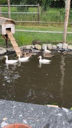 Kwakers, Dieren en Toebehoren, Meerdere dieren, Eend