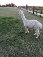 Alpaca, Dieren en Toebehoren, Schapen, Geiten en Varkens