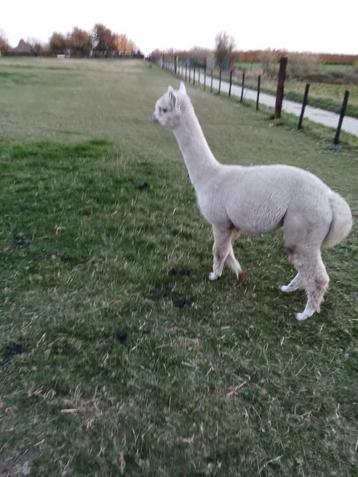 Alpaca  beschikbaar voor biedingen