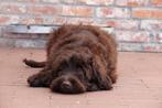 Chocolade Medium Labradoodle pups (40-45cm schofthoogte), Dieren en Toebehoren, België, Overige rassen, CDV (hondenziekte), 8 tot 15 weken
