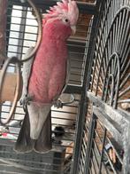 Roze kaketoe, Animaux & Accessoires, Oiseaux | Perruches & Perroquets, Mâle, Perroquet, Bagué
