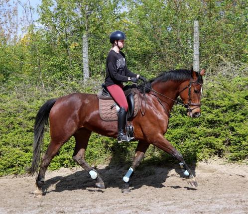 Fijne dressuur merrie, Dieren en Toebehoren, Paarden, Merrie, L, 170 tot 175 cm, 3 tot 6 jaar, Dressuurpaard, Met stamboom, Gechipt