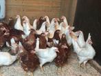 Bruine leghennen, Dieren en Toebehoren, Pluimvee