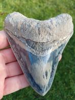 Megalodon fossiele haaientand uit Indonesië, Verzamelen, Ophalen of Verzenden, Fossiel