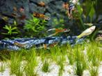 Guppys, Dieren en Toebehoren, Vis, Zoetwatervis