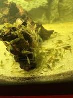 Garnalen, Dieren en Toebehoren