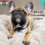 Grace & Gilbert - Franse Bulldogs uit mooie lijn, 15 weken tot 1 jaar, Buitenland, CDV (hondenziekte), Meerdere